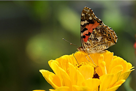 Blume mit Schmetterling